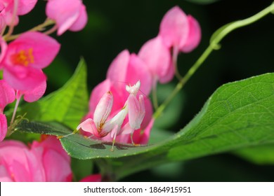 Walking flower mantis, Pink orchid mantis (Hymenopus coronatus, Hymenopodidae) camouflaged on flowers habitat. - Powered by Shutterstock