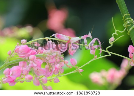 Walking flower mantis, Pink orchid mantis (Hymenopus coronatus, Hymenopodidae) camouflaged on flowers habitat.