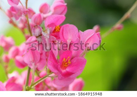 Walking flower mantis, Pink orchid mantis (Hymenopus coronatus, Hymenopodidae) camouflaged on flowers habitat.