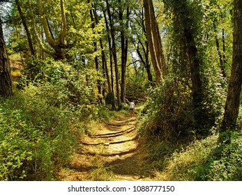 Walking in the forest.