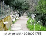 Walking in the forest path