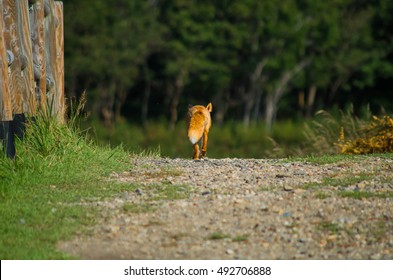 Walking fox