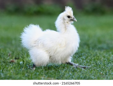 2,049 White silkie chicken Images, Stock Photos & Vectors | Shutterstock