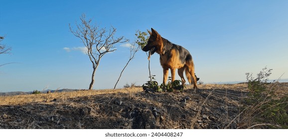 Walking with a German Shepard