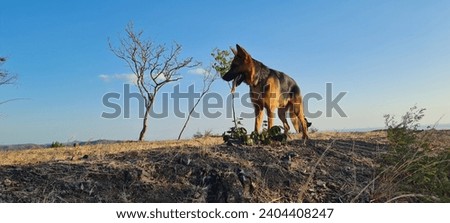 Walking with a German Shepard