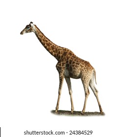 Walking giraffe