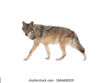 Walking Gray Wolf Isolated On White Background.