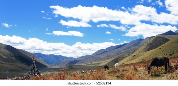 walking & grazing under the blue sky - Shutterstock ID 52532134