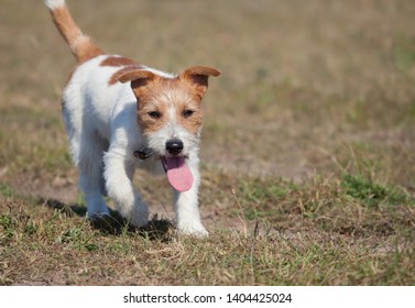 Walking Happy Puppy Pet Dog Panting, Hot Summer Concept