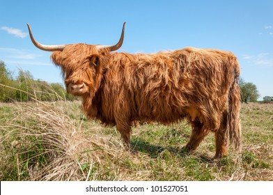 Walking Highland Cow Dutch Nature Reserve Stock Photo 101527051 ...