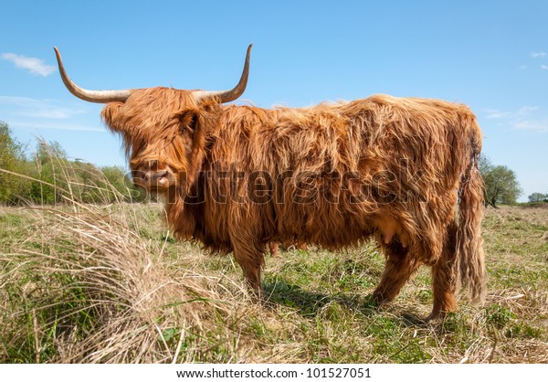 Walking Highland Cow Dutch Nature Reserve Stock Photo 101527051 ...