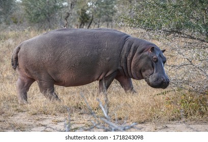 Walking hippopotamus far from water in the Kruger national park, South Africa.