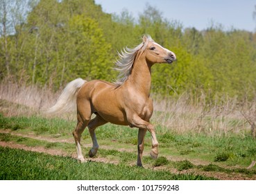 Walking Horse