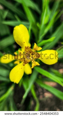 Similar – Image, Stock Photo Yellow Apostle Iris Flower Plant