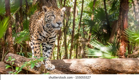 Walking Jaguar - Belize