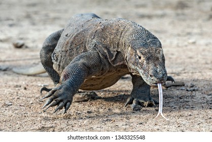 Walking Komodo Dragon Forked Tongue Sniff Stock Photo 1343325548 ...