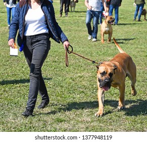 Walking A Large Bull Mastiff Dog