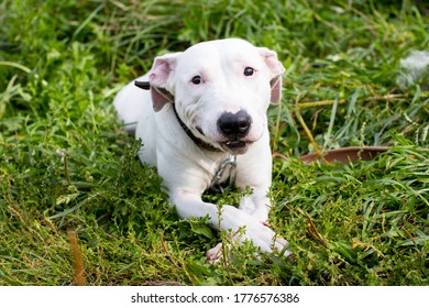 Walking Large Dogs On A Green Summer Field National Dog Day. American Staffordshire Terrier Beautiful Pets