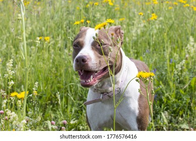 Walking Large Dogs On A Green Summer Field National Dog Day. American Staffordshire Terrier Beautiful Pets