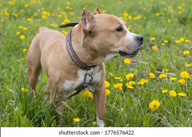 Walking Large Dogs On A Green Summer Field National Dog Day. American Staffordshire Terrier Beautiful Pets