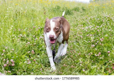 Walking Large Dogs On A Green Summer Field National Dog Day. American Staffordshire Terrier Beautiful Pets