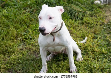 Walking Large Dogs On A Green Summer Field National Dog Day. American Staffordshire Terrier Beautiful Pets