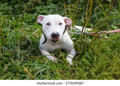 Walking Large Dogs On A Green Summer Field National Dog Day. American Staffordshire Terrier Beautiful Pets