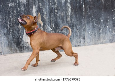 Walking Large Dogs On A Green Summer Field National Dog Day. American Staffordshire Terrier Beautiful Pets