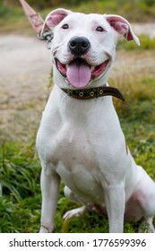 Walking Large Dogs On A Green Summer Field National Dog Day. American Staffordshire Terrier Beautiful Pets