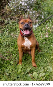 Walking Large Dogs On A Green Summer Field National Dog Day. American Staffordshire Terrier Beautiful Pets