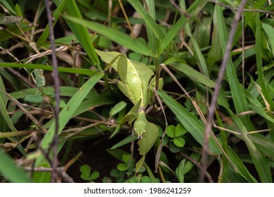 Walking Leaf - Genus Cryptophyllium, Family Phylliidae