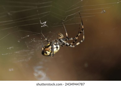 The walking legs of a wasp spider. A wasp spider is hanging on a web, argiope bruennichi