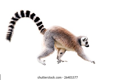 Walking Lemur Isolated On White. Year Of Red Monkey