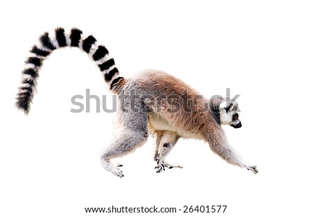 walking lemur isolated on white. Year of Red Monkey