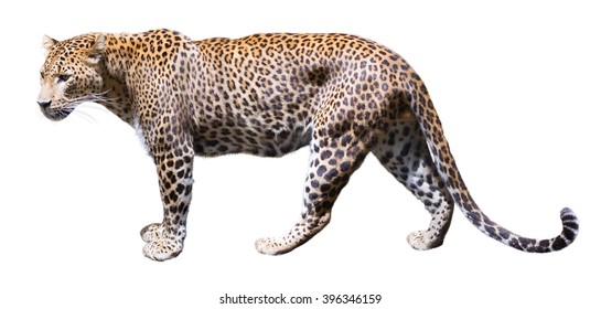 Walking Leopard. Isolated Over White Background