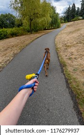 Walking a light brown dog on an asphalt path in a park, first person point of view, dog harness, person hand holding blue leash, dog poop bags

