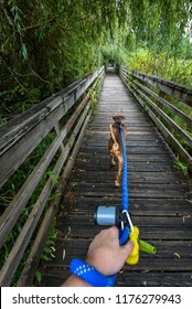 Walking A Light Brown Dog On A Wooden Boardwalk In The Woods, First Person Point Of View, Dog Harness, Person Hand Holding Blue Leash, Dog Poop Bags
