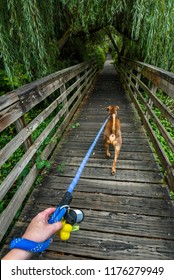 Walking A Light Brown Dog On A Wooden Boardwalk In The Woods, First Person Point Of View, Dog Harness, Person Hand Holding Blue Leash, Dog Poop Bags
