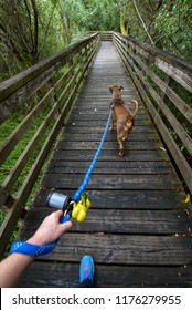 Walking A Light Brown Dog On A Wooden Boardwalk In The Woods, First Person Point Of View, Dog Harness, Person Hand Holding Blue Leash, Dog Poop Bags, Person Foot
