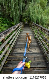 Walking A Light Brown Dog On A Wooden Boardwalk In The Woods, First Person Point Of View, Dog Harness, Person Hand Holding Blue Leash, Dog Poop Bags
