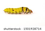 A walking lime Butterfly catepillar photograph taken in the studio with a white background