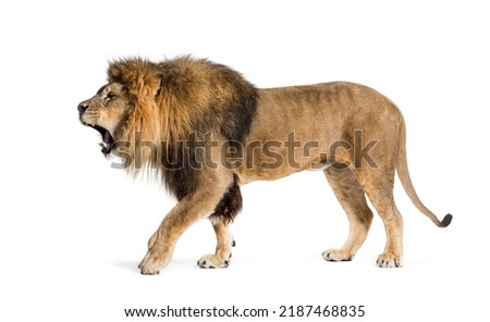 Walking Lion, roaring and showing his fangs aggressively, Panthera leo, isolated on white