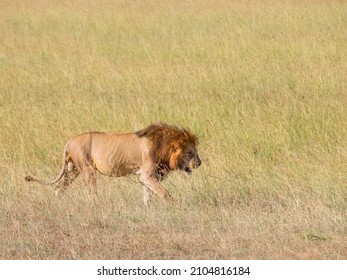 Walking male lion in the grassland