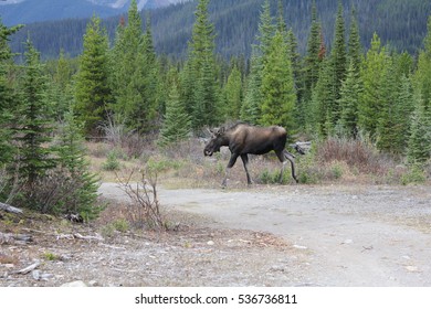 Walking the Moose