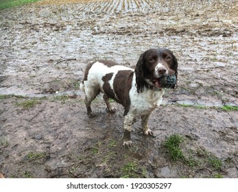 Walking A Muddy Dog With Ball. Happy Dog!