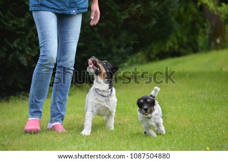 Walking in nature with a cute puppy und her father - Two Jack Russell Terrier dogs with their owner 