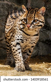 The walking ocelot is small cat living in south america.