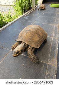 Walking old turtle in the floor