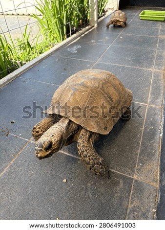 Walking old turtle in the floor