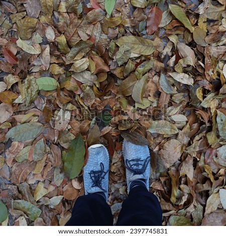 walking on dry leaves that fall during the dry season